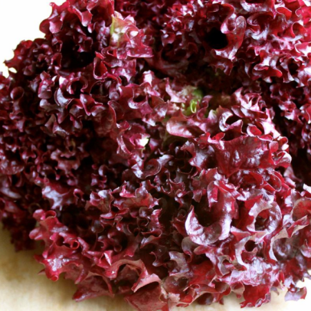 LECHUGA LOLLO ROSA EXTRA