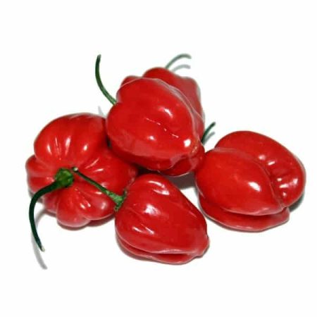 aji rocoto