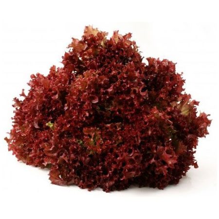 lechuga-hidroponica-rosa