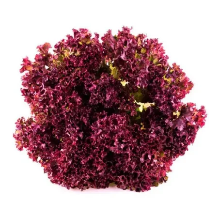lollo-rosa